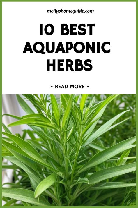 Discover the wonders of aquaponic herbs with our Indoor Aquaponics System! Explore the benefits of DIY Aquaponics and learn about Aquaponic Plant Selection for your own Backyard Aquaponics setup. Dive into the world of hydroponics and compare Aquaponics vs Hydroponics to see which suits your needs best. Find out which Herbs That Grow In Water thrive in your Aquaponic Greenhouse and get started with Aquaponics For Beginners today. Small Aquaponics System Diy, Diy Aquaponics System, Aquaponic Greenhouse, Tropical Homestead, Aquaponics Setup, Aquaculture Aquaponics, Diy Aquaponics, Growing Parsley, Indoor Aquaponics