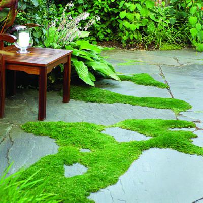 Diy Backyard Makeover, Pavers Diy, Pavers Backyard, Flagstone Patio, Irish Moss, Moss Garden, Ground Cover Plants, Backyard Retreat, Container Garden