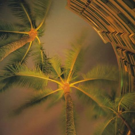 Jolie Photo, Island Girl, Summer Feeling, Summer Dream, Playlist Covers, Summer Aesthetic, Home Screen, Film Photography, Palm Tree