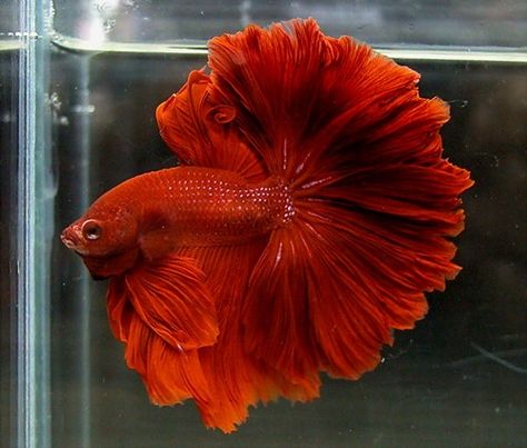 Red Rosetail Betta, Male Tail Types, Betta Fish Types, Betta Fish Care, Betta Tank, Beta Fish, Halfmoon Betta, Pet Fish, Exotic Fish, Fish Tail