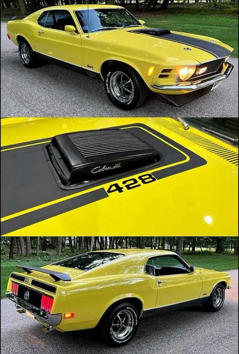 1970 Mustang, Muscle Cars Mustang, Old Muscle Cars, 1970 Ford Mustang, Ford Mustang Car, Ford Mustang Fastback, Ford Mustang Shelby Gt500, Mustang Mach 1, Vintage Muscle Cars