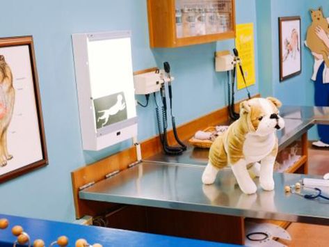 Kids Vet Clinic, Kids Museum, Exhibit Ideas, Pet Hospital, Vet Clinic, Pet Vet, Pet Clinic, Vet Clinics, Childrens Museum