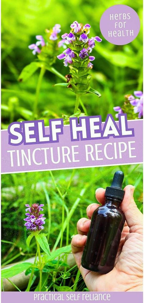 Add to your Herbs for Health & Herbal Medicine Recipes with DIY self heal tincture. Learn how to make this easy herbal remedy with just 2 ingredients. The self heal tincture helps with tissue damage, infections, and immune support, making it a great addition to your natural medicine cabinet. Find more herbal remedies recipes, natural remedies, and natural herbs medicine at practicalselfreliance.com. Herb Knowledge, Apothecary Ideas, Medicinal Herbs Remedies, Herbs Medicine, Herbs Remedies, Herbal Medicine Cabinet, Witch Recipes, Medicine Recipes, Medicinal Wild Plants