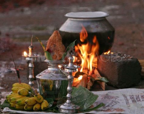 Pongal Celebration Photography, Pongal Festival Photography, Tamil Pongal, Lohri Pongal Makarsankranti, Pongal Festival Images Tamil, Pongal Festival In Tamil, Happy Pongal Wishes, Thai Pongal, Tamil Greetings