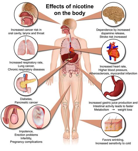 Medical Vector, Dental Posts, Dbt Skills, Human Body Anatomy, Medical Facts, Endocrine System, Body Anatomy, Body Systems, Behavioral Therapy