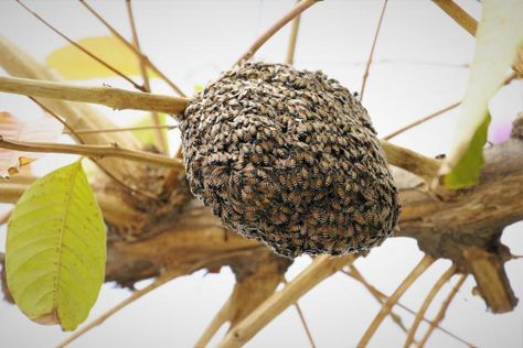 Bees nest and how to deal with it Tawny Mining Bee, Fake Wasp Nest, Bees Nest, Different Types Of Bees, Bee Nest, Pollinating Flowers, Types Of Bees, Hollow Tree, Wasp Nest