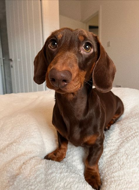 A chocolate and tan miniature dachshund is sat on cream, fluffy bedding. Daschund Puppies, Brown Dachshund, Dog Mommy, Teddy Dog, Cute Dog Photos, Very Cute Dogs, Cute Dog Pictures, Weenie Dogs, Dog Valentines