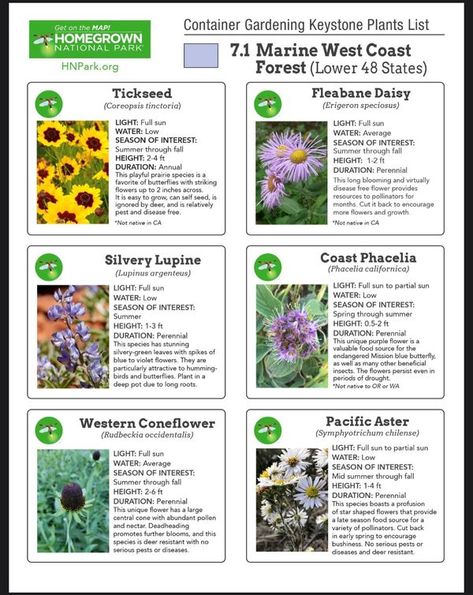 Washington Native Plant Society Facebook Group | In case you missed it, Homegrown National Park released a list of native keystone plants for containers | Facebook Plants For Containers, Backyard Habitat, Native Plant Landscape, Room Of One's Own, Native Garden, Container Garden, Container Plants, Native Plants, Washington State