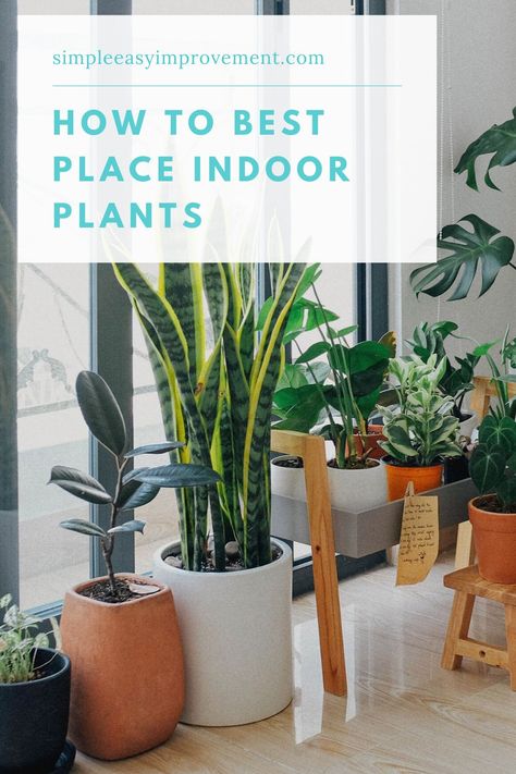 Indoor Plant Placement, Plant Placement, Snake Plant Indoor, Plants For Home Decor, Indoor Plants Styling, Plants For Home, Moss Plant, Yucca Plant, Jungle Vibes