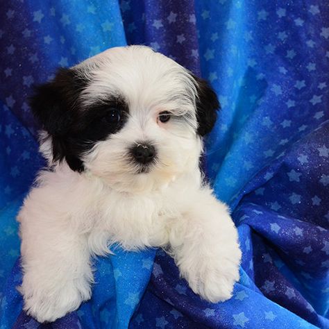 Morkie Puppies For Sale | Fancy Pups Puppies For Sale Near Me Free, Free Puppies For Adoption, Morkie Puppies For Sale, Morkie Dogs, Monroe Michigan, Cheap Puppies, Morkie Puppies, Teacup Puppies For Sale, Free Puppies