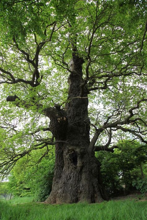 stoneleigh oak in the Forest of Arden. Probably 1,000 years old We traveled to the Forest of Arden, reading through Shakespeare's "As You Like It". English Oak Tree, Tree Props, Weird Trees, Amazing Trees, Ancient Trees, Forest Scenery, Old Trees, Ancient Forest, Ancient Tree