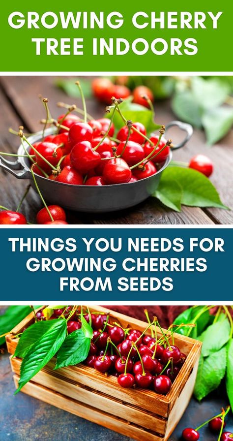 How To Plant Cherry Seeds, Growing Cherries, Cherry Tree From Seed, Fruit Planting, Growing Cherry Trees, How To Grow Cherries, Fruit Trees Backyard, Cherry Seeds, Mango Plant