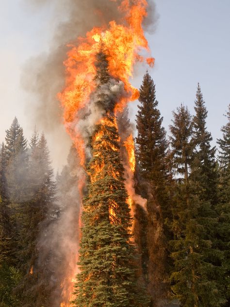 Idaho Boise, Burning Tree, Fire Tornado, Forest Gump, Colors Of Fire, Wildland Fire, Weather Unit, Wildland Firefighter, California Wildfires