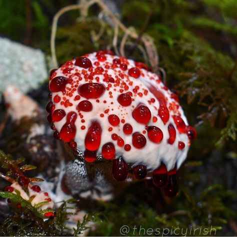 Mushroom Beauty on Instagram: “"Hydnellum Peckii aka Devils tooth fungus " By /u/chilipeppermama  #mushroom #mushrooms #fungi #fungus #photooftheday #mushroomhunters…”