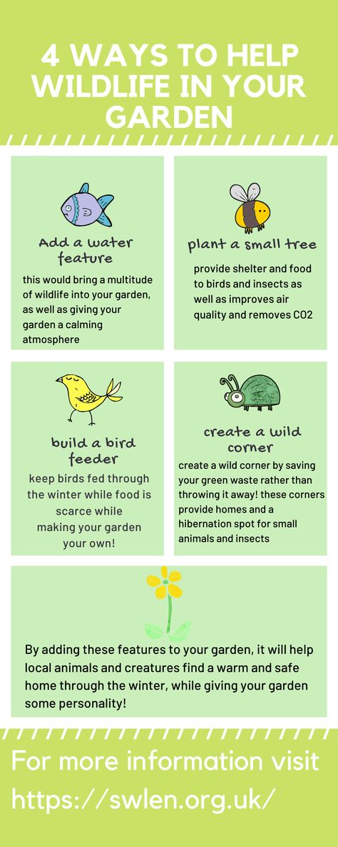 Here are just a few tips and ways to help wildlife grow and inhabit in your garden! Small Wildlife Garden, How To Attract Wildlife To Your Yard, Attract Wildlife To Garden, Garden Wildlife, Backyard Wildlife Habitat, Wildlife Friendly Garden, Wildlife Garden Ideas, Wildlife Garden Design, Backyard Animals