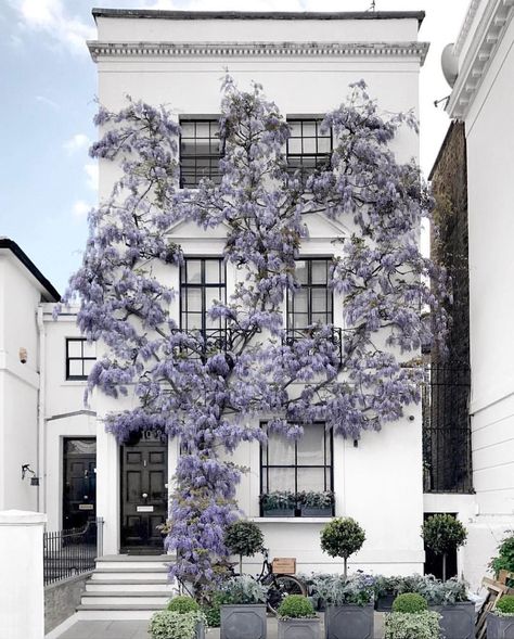 Purple-Wisteria-Number-10-Townhouse-London-England_1 Compact House, Kensington And Chelsea, Beaux Villages, London Town, Southern Home, Nursery Design, Beautiful Blooms, Wisteria, Old Houses