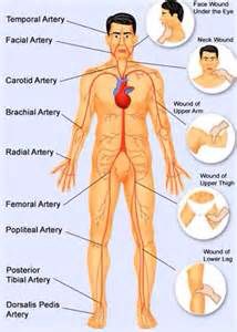 Pulse points with noted artery Vital Points, Body Pressure Points, Reflexology Benefits, Nursing Procedures, Nursing School Inspiration, Carotid Artery, Human Pictures, Pressure Point, Human Body Anatomy