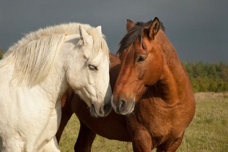 Horses Kissing, Seven Horses Painting, Seven Horses, Horses Painting, Riding Holiday, Horse Canvas Painting, 2 Horses, Horse Posters, Horse Canvas