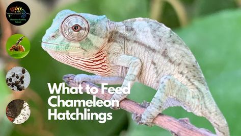 What to Feed Hatchling Chameleons - Chameleon Academy Chameleon Food, Baby Chameleon, Dart Frog, Chameleons, Bee Pollen, Baby Feeding