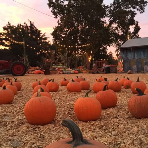 Turlock Pumpkin Patch - R.A.M. Farms Inc. Pumpkin Patch Pictures, Cute Fall Wallpaper, Fall Mood Board, Fall Things, Fall Mood, Spooky Szn, Halloween Vibes, Season Of The Witch, Fall Feels