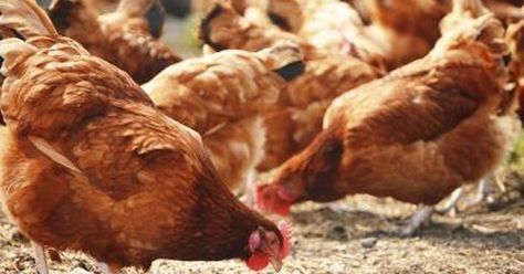 Fattening up chickens is a process in which you change or add onto your bird's… Confinement Food, Chicken Manure, Poultry House, Rhode Island Red, Poultry Feed, Reading Food Labels, Leafy Vegetables, Big Pharma, Chicken Farm