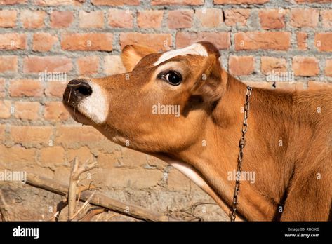 Download this stock image: Jersey cow face head side view, cow looking up, brown cow - RBCJKG from Alamy's library of millions of high resolution stock photos, illustrations and vectors. Cow Side View, Face Side View, Head Side View, Side View Of Face, Cow Face Pose, Beef Cow, Cow Toys, Cow Photos, Jersey Cow