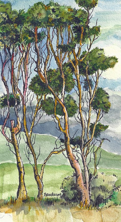 Australian Trees, Eucalyptus Trees, Watercolor Eucalyptus, Art Major, Eucalyptus Tree, Ink And Watercolor, Online Selling, Forest Painting, Tree Illustration