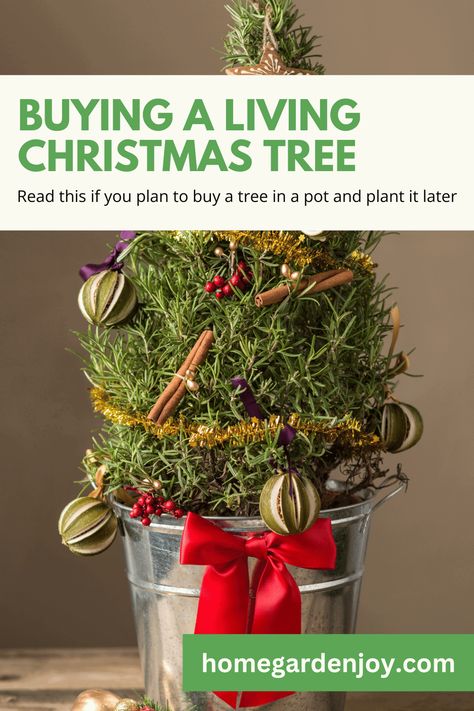 House Plant Christmas Tree, Cat Safe Christmas Tree Ideas, Christmas Tree Cats Safe, Potted Christmas Trees, Planter Project, Real Christmas Tree, Planter Design, Love Garden, After Christmas