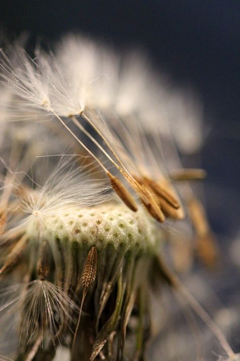 Download free HD stock image of Seed Head Dandelion