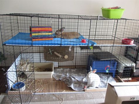 DIY cage size for 2 rabbits - BinkyBunny.com - House Rabbit Information Forum - BinkyBunny.com - BINKYBUNNY FORUMS - HABITATS AND TOYS Diy Bunny Cage, Indoor Bunny, Diy Bunny Toys, Rabbit Hutch Plans, Diy Rabbit Cage, Indoor Rabbit Cage, Diy Rabbit Hutch, Rabbit Enclosure, Bunny Cage