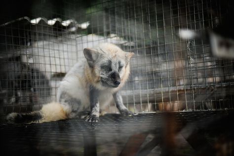 Fox Fur Farm - Europe - Credit: The Ghosts in Our Machine/We Animals Coyote Trapping, Fox Farm, Fox Fur Jacket, Stop Animal Cruelty, Dearly Beloved, Animal Fur, Fox Fur Coat, Animal Welfare, Animal Rights