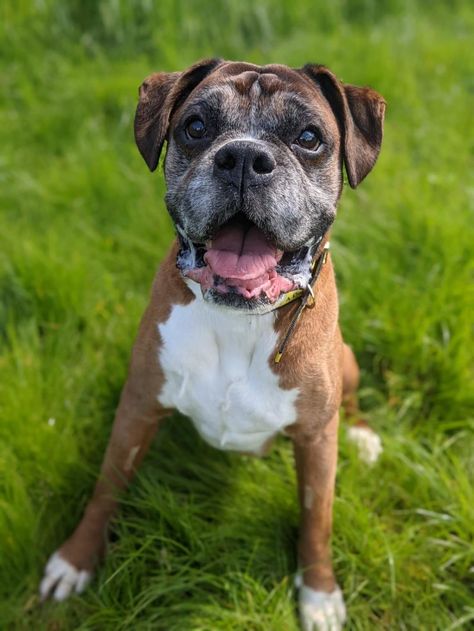 Home / Twitter Rehome Dog, Boxer Rescue, Largest Dog, Boxer (dog), Dogs Trust, Boxer Puppies, Rescue Dog, Boxer Dogs, Rescue Dogs