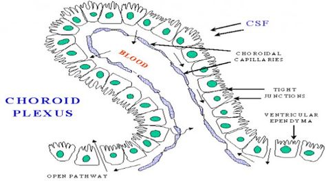 Hyperactive Type I Interferon System in the Choroid Plexus Linked To Aging and Cognitive Dysfunction Choroid Plexus, Nursing School Life, Nclex Review, Medicine Notes, Cerebrospinal Fluid, Cranial Nerves, Cardiovascular System, Anatomy And Physiology, Severe Weather