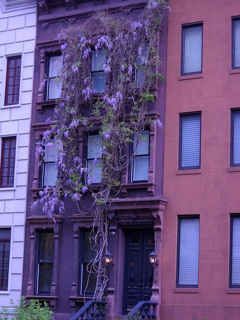 Purple Building with Vines NYC by SplashH2O, via Flickr  Can I live here please?  #TattyDevineLilac Amethyst Purple Aesthetic, Purple Building, Violet Aesthetic, Purple Vibe, Ny Style, Lavender Aesthetic, Purple Home, Purple Walls, Purple Love