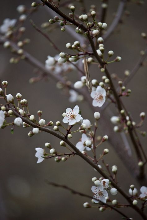 White Blossom Tree, Cherry Blossom White, Cherry Blossom Pictures, List Of Flowers, Pear Blossom, Green Cherries, White Cherry Blossom, Cherry Flower, Cherry Blossom Background