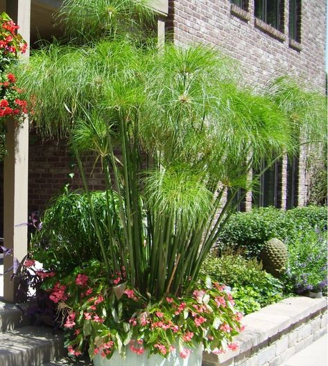 Egyptian Paper Plant Cyperus papyrus Egyptian Garden, Papyrus Plant, Front Door Landscaping, Cyperus Papyrus, Egyptian Papyrus, Plants Are Friends, Balcony Plants, Paper Plants, Mediterranean Garden