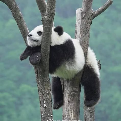 Panda Images, Baby Panda Bears, Panda Cute, Panda Bears, Bear Pictures, Panda Love, Cute Animals Images, Bright Smile, Giant Panda