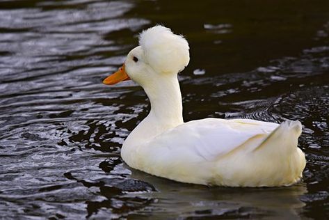 Crested Duck, 18th Century Wigs, Duck Breeds, Hollywood Smile, Bird Free, Yellow Teeth, Unusual Animals, Eat Fruit, Animal Heads