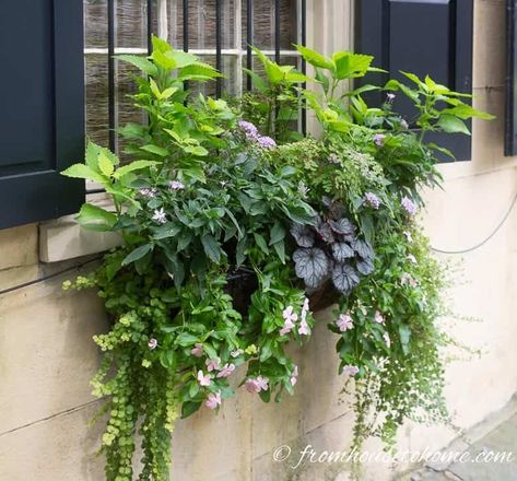 Flower Box Ideas, Green Mountain Boxwood, Window Box Ideas, Flower Combinations, Impatiens Plant, Window Box Plants, Coral Bells Heuchera, Flower Containers, Container Garden Design