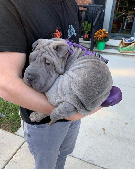 Blue Shar Pei, Wrinkly Dog, Shar Pei Puppies, Shar Pei Dog, Chinese Shar Pei, Very Cute Puppies, Dog Stocking, Really Cute Dogs, Spaniel Puppies