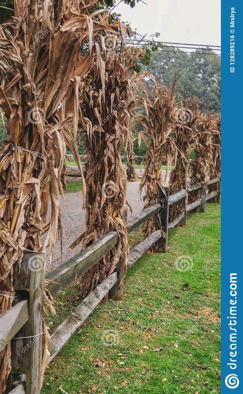 Halloween Corn Stalks, Decorate With Corn Stalks, Corn Stocks Decoration, Fall Decor With Corn Stalks, Scary Cornfield, Diy Corn Stalks, Decorating With Corn Stalks, Cornstalk Decor, Corn Stalks Decorations