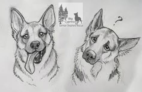 Why Do German Shepherds Tilt Their Head - Wag! Drawings Of Dogs, Face Sketches, Dog Sketch, Cute Sketches, Drawing Animals, Arte Sketchbook, Animal Sketches, Floral Artwork, Arte Animal