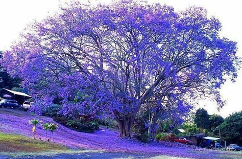 Blue Jacaranda, Jacaranda Tree, Kona Hawaii, Tree Hugger, Flowering Trees, Beautiful Tree, Amazing Nature, Nature Beauty, Beautiful World