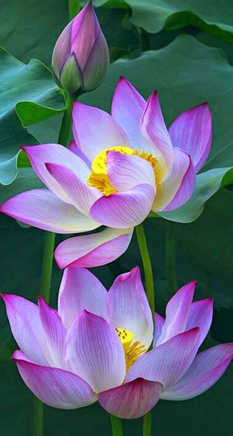 Lotus Flower Painting, Lotus Flower Pictures, Lotus Flower Art, Lotus Painting, Pink Lotus, Lotus Flowers, Beautiful Flowers Pictures, Flower Art Painting, Arte Floral