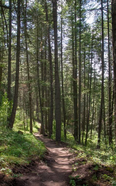 Wandering the trails in Cougar Bay Nature Preserve.- Best Hikes Near Spokane, Washington #hiking #washington #wastate #spokane #outdoors #pnw #pacificnorthwest Washington Hiking, Washington Hikes, Washington Travel, Hiking Photography, Spokane Washington, Nature Hikes, Mount Rainier National Park, Nature Preserve, Explore Travel