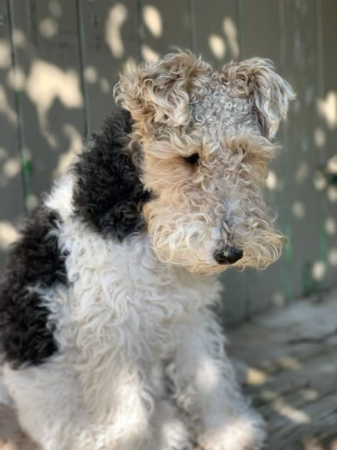 Wire Haired Fox Terrier, Fox Terrier Puppy, Wire Haired Terrier, Wirehaired Fox Terrier, Smooth Fox Terriers, Lakeland Terrier, Fox Terriers, Wire Fox Terrier, Fox Terrier