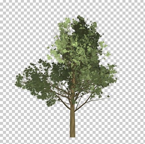 Tree Photoshop Architecture, Tree Png Photoshop, Collage Trees, Tree Elevation, Architecture Trees, Trees Png, Tree Architecture, Tree Pattern, Photoshop Tree