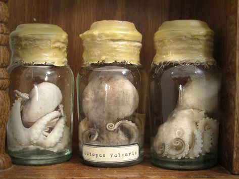 Cryptozoology Museum, Original Addams Family, Octopus Vulgaris, Wet Specimen Taxidermy, Macabre Decor, Solid Bubble Bath, Wet Specimen, Baby Octopus, Plastic Christmas Tree