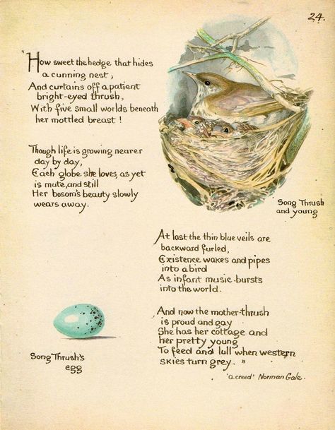 Edith Holden (British, 1871 - 1920) "March" from Nature Notes for 1906 which were published in 1977 under the title The Country Diary of an Edwardian Lady. Diary Of An Edwardian Lady, Country Diary Of An Edwardian Lady, Magnet Boards, Edith Holden, Edwardian Lady, Nest Art, Nature Artists, Bird Art Print, Nature Journal