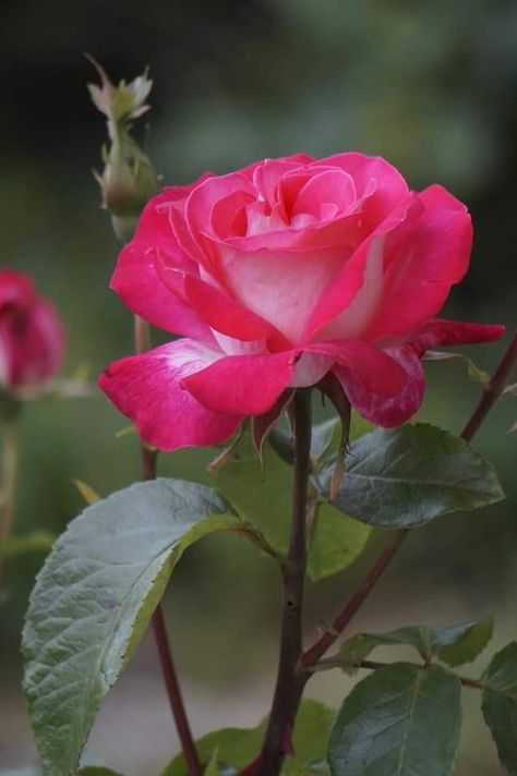 Most Popular Flowers, Asian Garden, Beautiful Pink Roses, Beautiful Flowers Photos, Coming Up Roses, Floral Cases, One Rose, Growing Roses, Pretty Roses